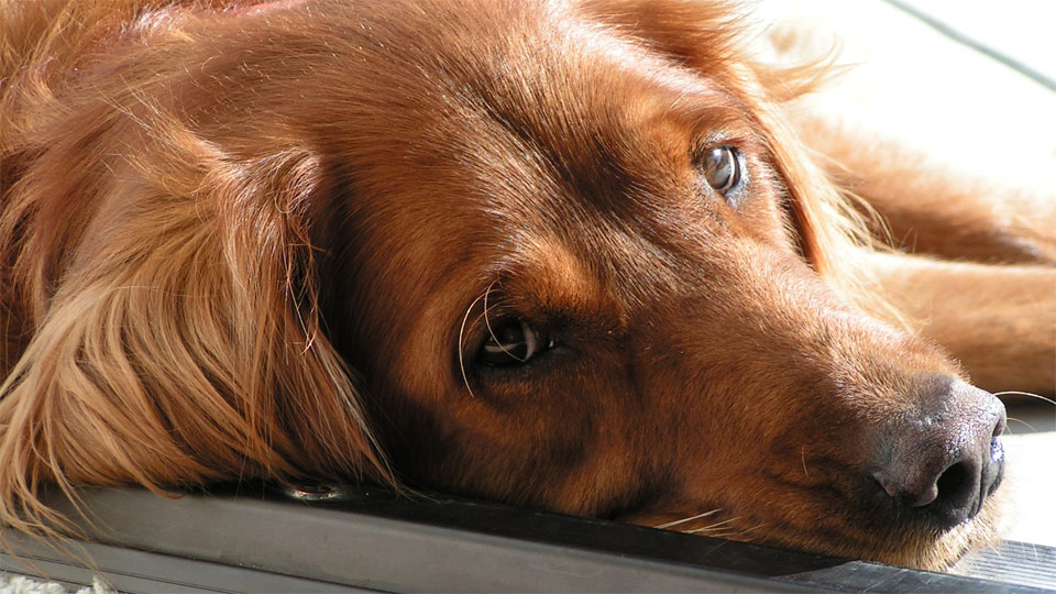 Dog